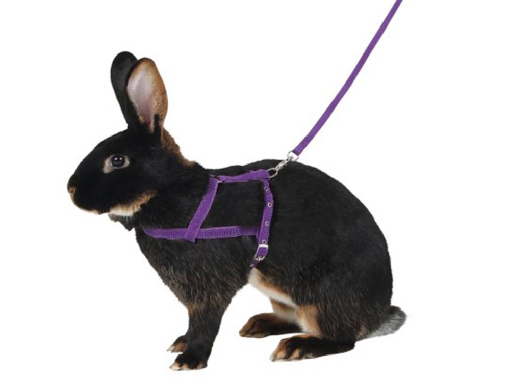 Obrázek k výrobku 125732 - Postroj a vodítko pro králíka pro agility KERBL 81760 - vel. M, 200 cm