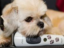 Obrázek k výrobku 125176 - Akumulátorový stříhací strojek na psy AESCULAP AKKURATA GT405