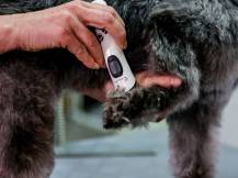 Obrázek k výrobku 125177 - Akumulátorový stříhací strojek na psy AESCULAP EXACTA GT416