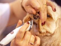 Obrázek k výrobku 125177 - Akumulátorový stříhací strojek na psy AESCULAP EXACTA GT416