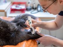 Obrázek k výrobku 125178 - Akumulátorový stříhací strojek na psy AESCULAP ISIS GT421