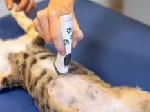 Obrázek k výrobku 125178 - Akumulátorový stříhací strojek na psy AESCULAP ISIS GT421