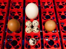 Obrázek k výrobku 125185 - Automatická líheň na vejce BOROTTO LUMIA 16 AUTOMATIC