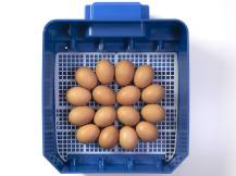 Obrázek k výrobku 125185 - Automatická líheň na vejce BOROTTO LUMIA 16 AUTOMATIC