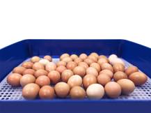 Obrázek k výrobku 125189 - Automatická líheň na vejce BOROTTO REAL 49 AUTOMATIC