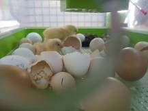 Obrázek k výrobku 125190 - Automatická líheň na vejce CIMUKA PD30SH AUTOMATIC