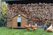 Obrázek k výrobku 90730 - Automatické otevírání a zavírání kurníku KERBL BASIC