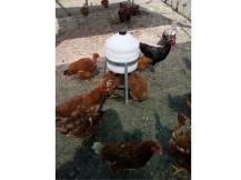 Obrázek k výrobku 36405 - Barelová napáječka pro drůbež plastová CF 006.10 SATURNO - 30l