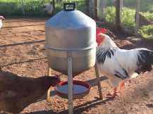 Obrázek k výrobku 125210 - Barelová napáječka pro drůbež pozinkovaná CF 005.00 GIOVE - 30l