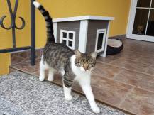 Obrázek k výrobku 125230 - Bouda pro kočky z EKO plastu KERBL 81636 ELI, 57x45x43 cm