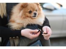 Obrázek k výrobku 125251 - Cestovní batoh na psa, kočku, přední KERBL 80566 VACATION, 31x24x38 cm