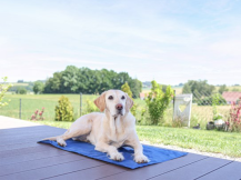 Obrázek k výrobku 125347 - Chladící podložka pro psy KERBL 80842 COOL-RELAX, 90x50 cm, modrá