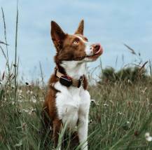 Obrázek k výrobku 129846 - DOG GPS mini lokátor pro psy