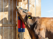 Obrázek k výrobku 125270 - Drbadlo kartáčové, půlkulaté KERBL 293100, 22x50x9cm