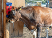 Obrázek k výrobku 125270 - Drbadlo kartáčové, půlkulaté KERBL 293100, 22x50x9cm