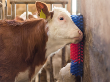 Obrázek k výrobku 125270 - Drbadlo kartáčové, půlkulaté KERBL 293100, 22x50x9cm