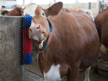 Obrázek k výrobku 125270 - Drbadlo kartáčové, půlkulaté KERBL 293100, 22x50x9cm