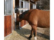 Obrázek k výrobku 125271 - Drbadlo pružinové KERBL 29310 TEXAS