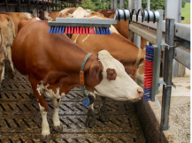 Obrázek k výrobku 125272 - Drbadlo pružinové KERBL 29325 EUROFARM