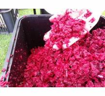 SHARK FRUIT 2,5 - detail drtě červené řepy