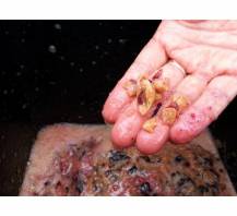 SHARK FRUIT 2,5 - detail drtě švestek