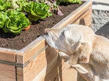 Obrázek k výrobku 125291 - Elektrický ohradník proti slimákům KERBL 291130 SNAILSTOP