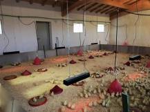 Obrázek k výrobku 125354 - Infrazářič závěsný SYNER LCA 1000 W pro farmy, restaurace, domácnosti