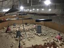 Obrázek k výrobku 125356 - Infrazářič závěsný SYNER LCA 500 W pro kuřata, selata, hříbata, telata