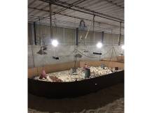 Obrázek k výrobku 125356 - Infrazářič závěsný SYNER LCA 500 W pro kuřata, selata, hříbata, telata