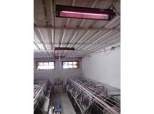 Obrázek k výrobku 125356 - Infrazářič závěsný SYNER LCA 500 W pro kuřata, selata, hříbata, telata