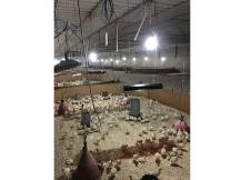 Obrázek k výrobku 125356 - Infrazářič závěsný SYNER LCA 500 W pro kuřata, selata, hříbata, telata