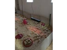 Obrázek k výrobku 125357 - Infrazářič závěsný SYNER LCA 750 W pro kuřata, selata, hříbata, telata