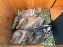 Obrázek k výrobku 125375 - Kachník DUCKY M