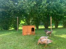 Obrázek k výrobku 125375 - Kachník DUCKY M