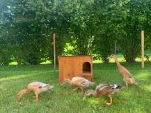 Obrázek k výrobku 125375 - Kachník DUCKY M