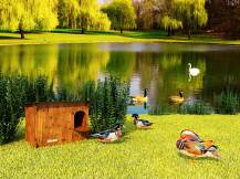 Obrázek k výrobku 125375 - Kachník DUCKY M