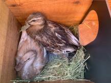 Obrázek k výrobku 125374 - Kachník  DUCKY S