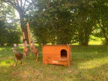 Obrázek k výrobku 125374 - Kachník  DUCKY S