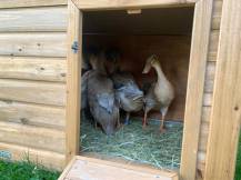 Obrázek k výrobku 125376 - Kachník KERBL 82809 DUCK TOWN