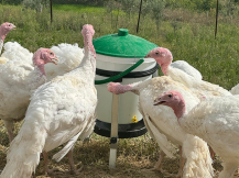 Obrázek k výrobku 126515 - Kbelíková napáječka pro slepice, drůbež RIVER SYSTEMS RIVUS 141/03 - 17l, plastová s niply