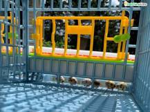 Obrázek k výrobku 125404 - Klec pro křepelky CIMUKA BYK-03-5K