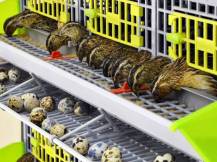 Obrázek k výrobku 125404 - Klec pro křepelky CIMUKA BYK-03-5K