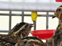 Obrázek k výrobku 125404 - Klec pro křepelky CIMUKA BYK-03-5K