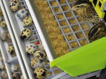 Obrázek k výrobku 125398 - Klec pro křepelky CIMUKA BYK MIDI