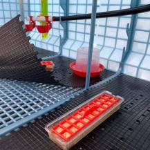 Obrázek k výrobku 125419 - Klobouková napáječka pro kuřata plastová CIMUKA DR-350 - 350ml