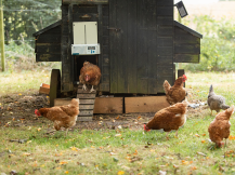 Obrázek k výrobku 126291 - Komplet automatického otevírání a zavírání kurníku CHICKEN GUARD ALL IN ONE