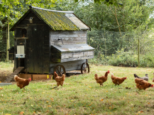 Obrázek k výrobku 126291 - Komplet automatického otevírání a zavírání kurníku CHICKEN GUARD ALL IN ONE