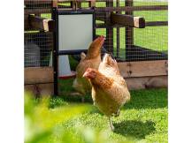 Obrázek k výrobku 125456 - Komplet automatického otevírání a zavírání kurníku CHICKEN GUARD PRO 25x30