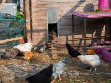 Obrázek k výrobku 125457 - Komplet automatického otevírání a zavírání kurníku JOSTechnik HK-Bat 23x34 D