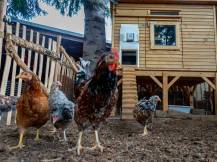 Obrázek k výrobku 125458 - Komplet automatického otevírání a zavírání kurníku JOSTechnik HK-Bat 23x34 R